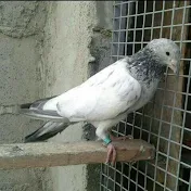 Pakistani Pigeon Worldwide Association