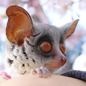 Galago_Plum ショウガラゴ プラムの成長日記