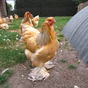 Dylan's Brahma Chicken Farm