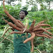 Cassava Matters