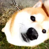 柴犬らんまる