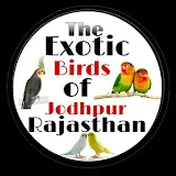 THE EXOTIC BIRDS OF JODHPUR, RAJASTHAN