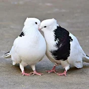 pigeon lovers