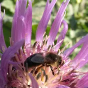 تربية النحل في بومرداس الجزائر Beekeeping