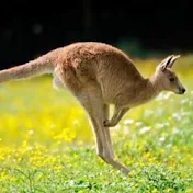 Kangaroo