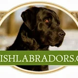 BritishLabradors