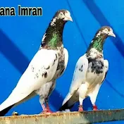 Pigeons Lover's