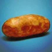 LifeSizePotato