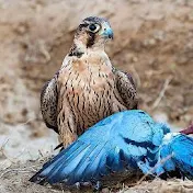 PAK FALCONRY & NATURE