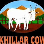 Khillar Cow