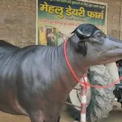 Mehlu Dairy Farm Sidhani