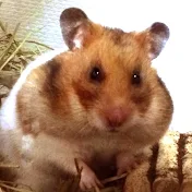 ゴールデンハムスターのエクレアちゃん Hamster named Eclair