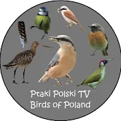 Ptaki Polski TV - Birds of Poland