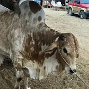 Cow Mandi