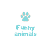 Funny animals