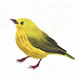 Yellow Bird