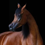 الخيل العربي الاصيل / Arabian Horse