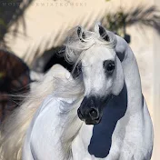 horse arabian