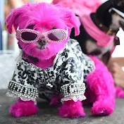 Dog Roze