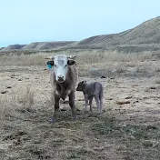 Life Behind A Cow