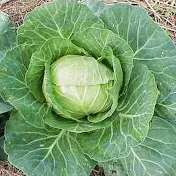 rockcabbage