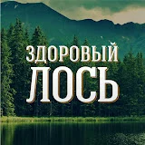 ЗДОРОВЫЙ ЛОСЬ