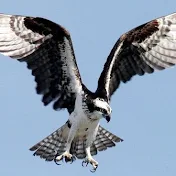 Osprey Flyer