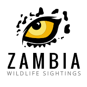 Zambia Wildlife Sightings