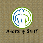 Anatomy Stuff by Dr Farhat Aamir