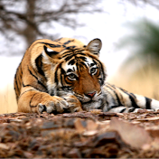 Ranthambore National Park