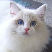 Juniper Ragdoll