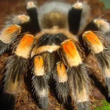 TarantulaAddict