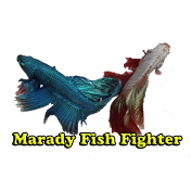 Marady Fish Fighter