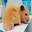 Pooh hamster