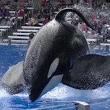 Tilikum16