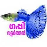 Guppy Valarthal ഗപ്പി വളർത്തൽ