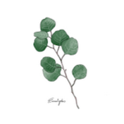 유칼립투스 Eucalyptus