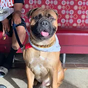 BruceTheBullmastiff