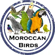 moroccan birds