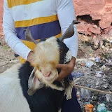 Kota Bakra