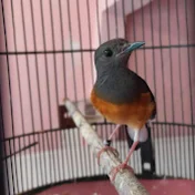 BURUNG JUARA