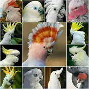 NOMI K PARROTS