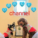 いのわんとらchannel