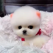 Min Cute Pets