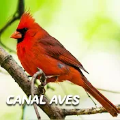 Canal Aves