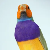 Gouldian Finches in the UK