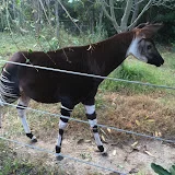 オカリナの部屋