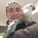 Cockatoo Luck