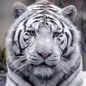 whitetiger