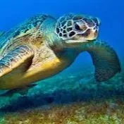 Sea Turtles Documentary HD
